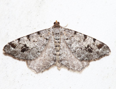 6347 – White Pine Angle – Macaria pinistrobata