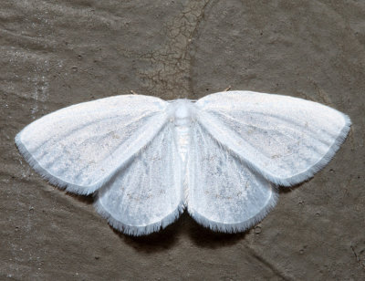 6253 - Northern Eudeilinia Moth - Eudeilinia herminiata