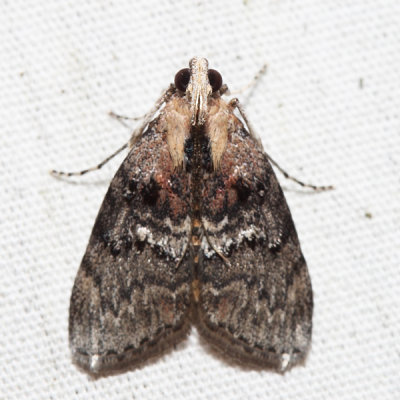  5608 – Striped Oak Webworm Moth – Pococera expandens