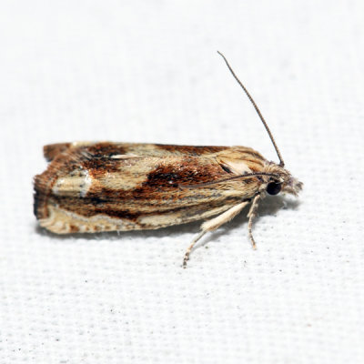 2911 - Eucosma awemeana