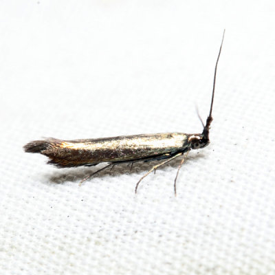 1398.2 – Coleophora deauratella