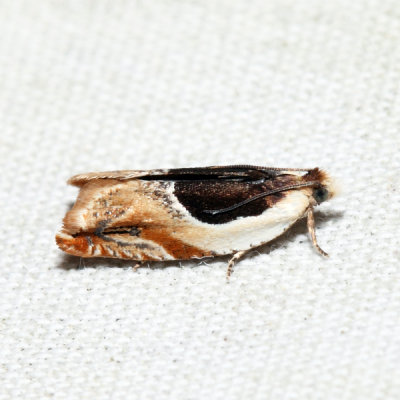 3358 – Yellow Birch Leaffolder – Ancylis discigerana
