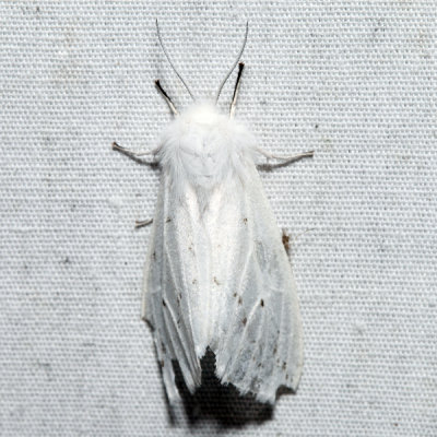 8134 – Agreeable Tiger Moth – Spilosoma congrua