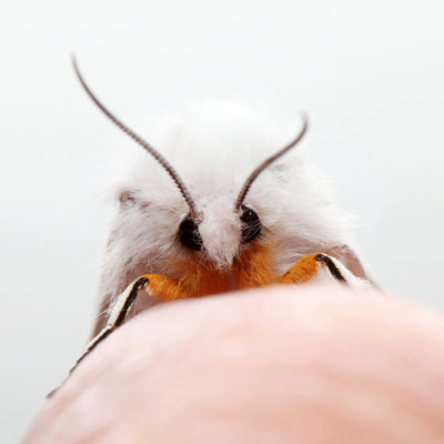 8134 – Agreeable Tiger Moth – Spilosoma congrua