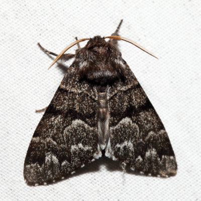 9182 - Eastern Panthea - Panthea furcilla (dark morph)