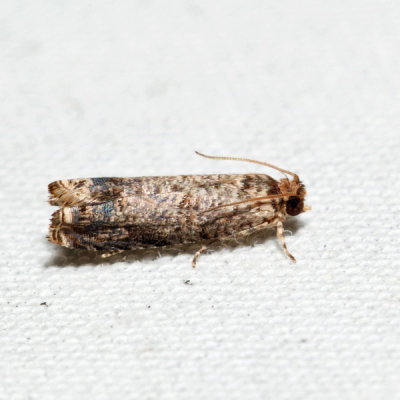 2701 – Sumac Leaftier – Episimus argutana