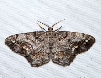 6656 – Pine Measuringworm Moth – Hypagyrtis piniata