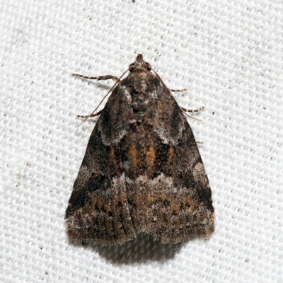 9038 - White-lined Graylet - Hyperstrotia villificans
