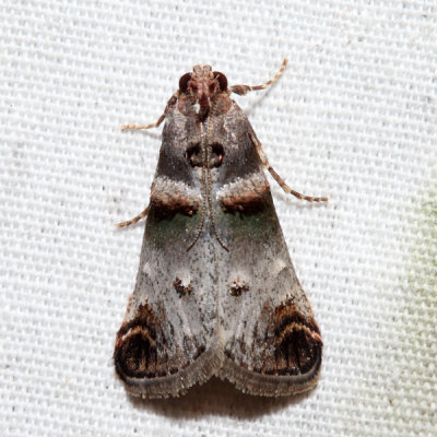 5588 - Orange-tufted Oneida Moth - Oneida lunulalis