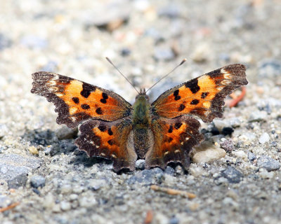 Green Comma - Polygonia faunus