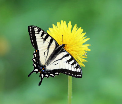 Canadian Tiger Swallowtail - Papilio canadensis