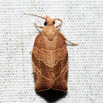 3594 - Three-lined Leafroller - Pandemis limitata