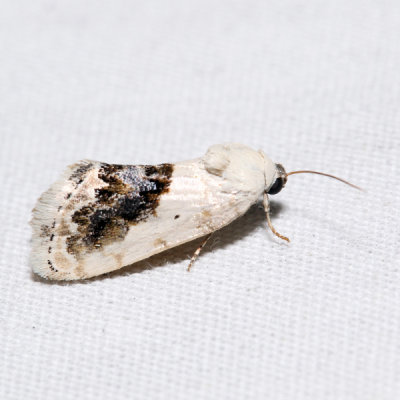 9095 – Small Bird-dropping Moth – Ponometia erastrioides