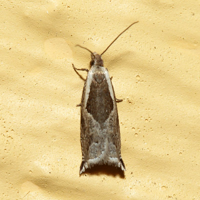 3355 – Ancylis subaequana