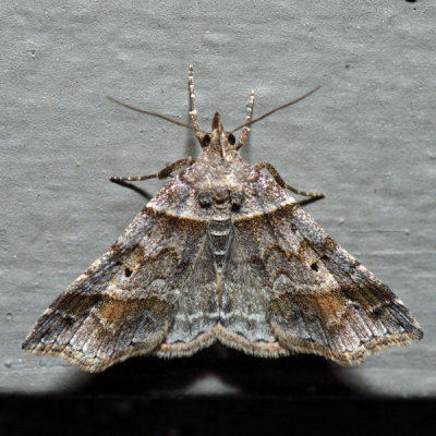 8338 - Dark-banded Owlet - Phalaenophana pyramusalis