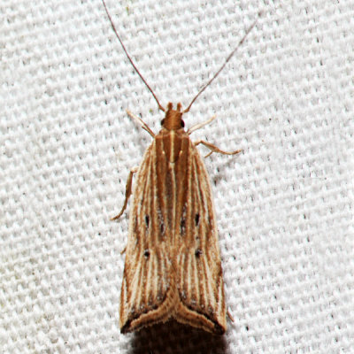  2268  Lanceolate Helcystogramma  Helcystogramma hystricella