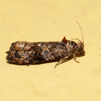 2738 - Verbena Bud Moth - Endothenia hebesana