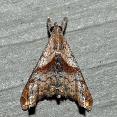 8398 - Faint-spotted Palthis - Palthis asopialis