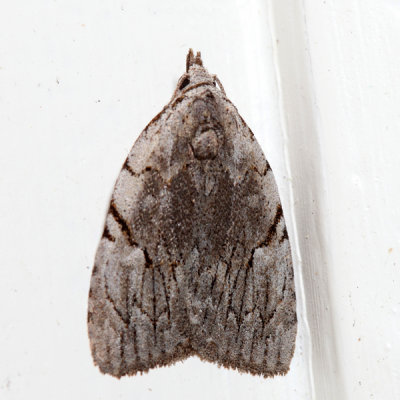 9662 – Many-dotted Appleworm Moth – Balsa malana