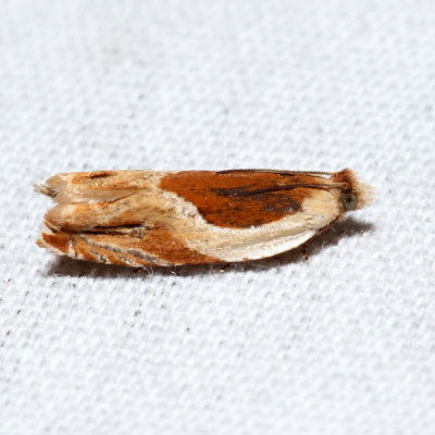3359 – Black-marked Ancylis – Ancylis metamelana