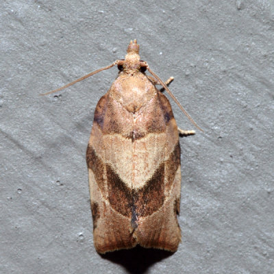 3593 – Woodgrain Leafroller – Pandemis lamprosana