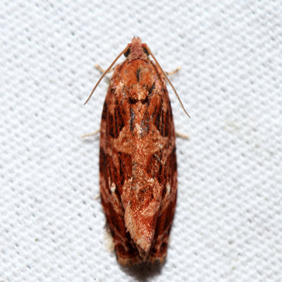 2771 - Macramé Moth - Phaecasiophora confixana