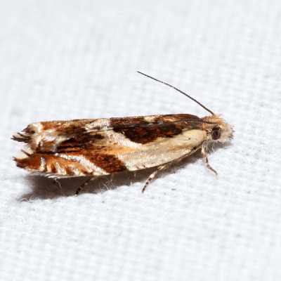 3358  Yellow Birch Leaffolder  Ancylis discigerana