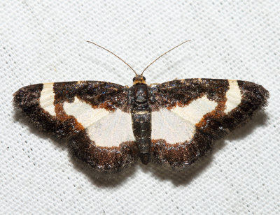 6261 - Common Spring Moth - Heliomata cycladata