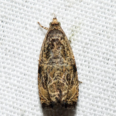  2776 – Woolly-backed Moth – Olethreutes furfuranum