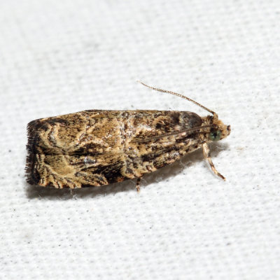  2776 – Woolly-backed Moth – Olethreutes furfuranum