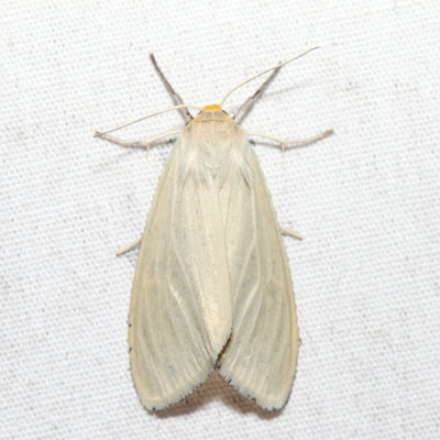 8231 - Oregon Cycnia - Cycnia oregonensis