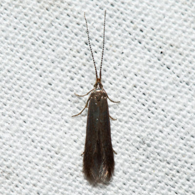 1308 - Cigar Casebearer Moth - Coleophora serratella