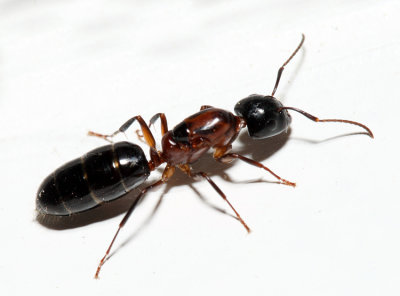 Camponotus nearcticus