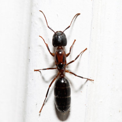 Camponotus nearcticus