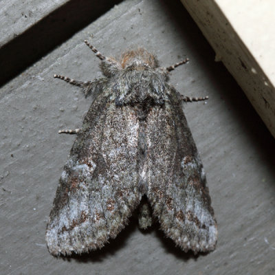 7994 – Saddled Prominent Moth – Heterocampa guttivitta