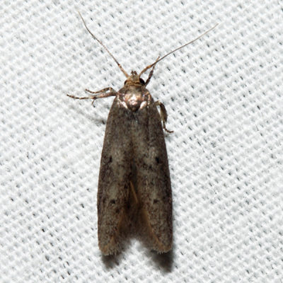 Blastobasis sp.