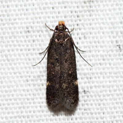 2198 – Red-Striped Fireworm Moth – Aroga trialbamaculella?