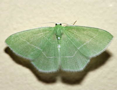 7048 - White-Fringed Emerald - Nemoria mimosaria 