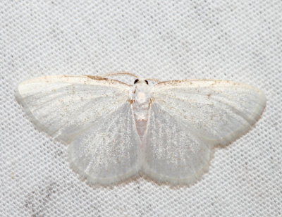 6270 - Virgin Moth - Protitame virginalis