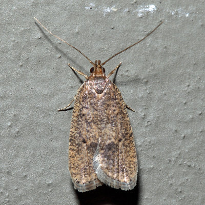 0955 – Oak Leaftier Moth – Psilocorsis quercicella