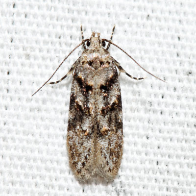  1874 – Pseudotelphusa quercinigracella