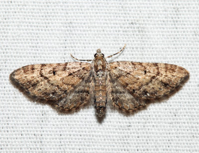 7449 - Small Pine Looper - Eupithecia palpata (female)