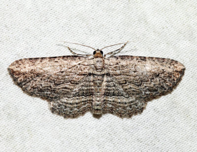 7445 - Brown Bark Carpet Moth - Horisme intestinata