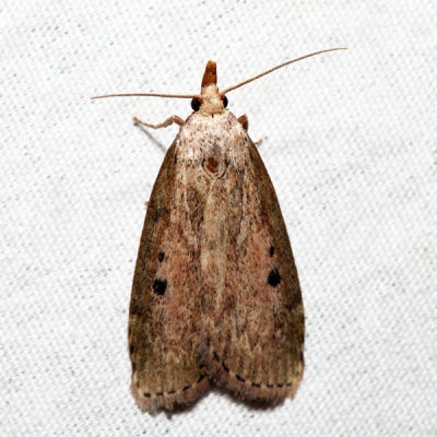 5629 - Bee Moth - Aphomia sociella