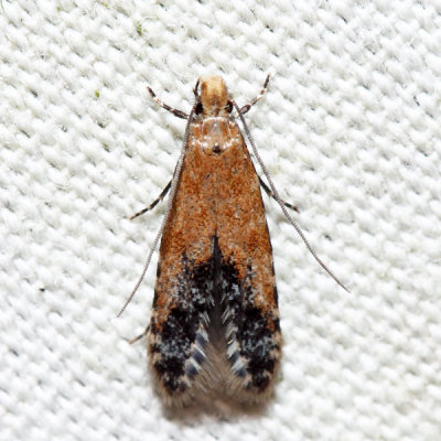 0289  Homosetia costisignella