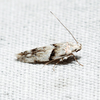1851 – Stripe-backed Moth – Arogalea cristifasciella