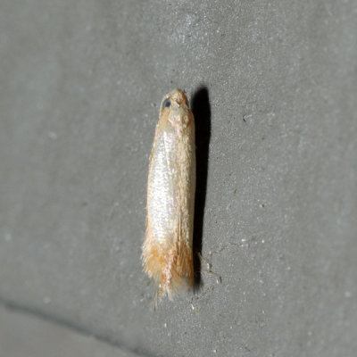 0126  Coptotriche citrinipennella