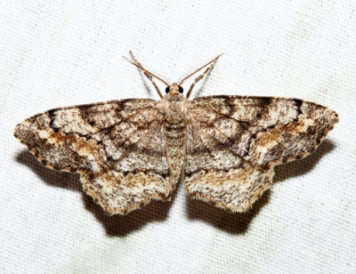 6654 – One-spotted Variant – Hypagyrtis unipunctata
