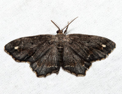 6654 – One-spotted Variant – Hypagyrtis unipunctata (melanistic)