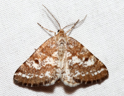 6637 - Pine Powder Moth - Eufidonia convergaria (male)